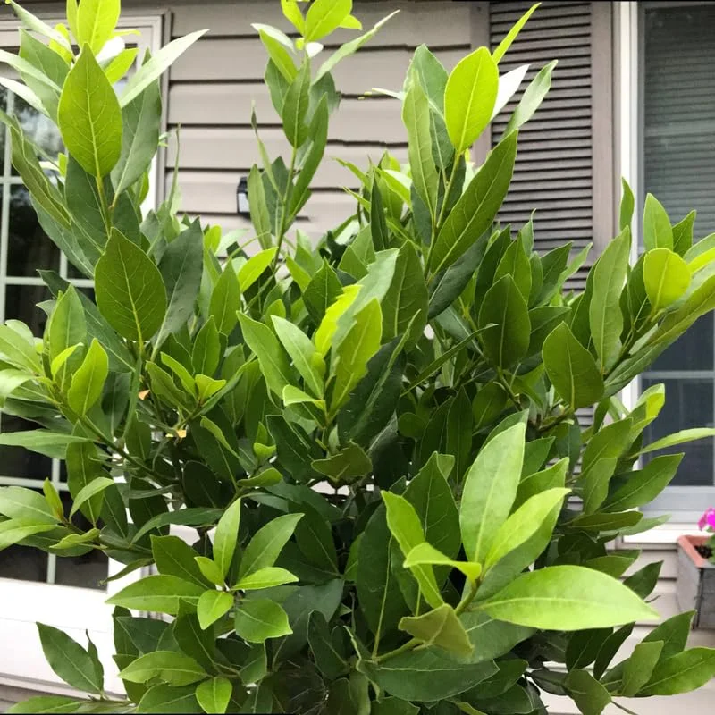 Laurus Nobilis Live Plants, Bay Leaf Plants, Set 3 Sweet Laurel Bay Leaf Trees, Sweet Bay Laurel Live Plants from 4 to 9 Inc In Tall