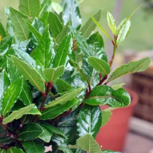 Laurus Nobilis Live Plants, Bay Leaf Plants, Set 3 Sweet Laurel Bay Leaf Trees, Sweet Bay Laurel Live Plants from 4 to 9 Inc In Tall