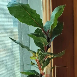 Set 4 Sweet Bay Leaf Plants, Laurus Nobilis Plant, Laurus Nobilis Bay Leaf Tree, Bayleaf Plant, Bay Leaf Plant, Bay Leaf Tree Live Plant, 4 To 9 Inches