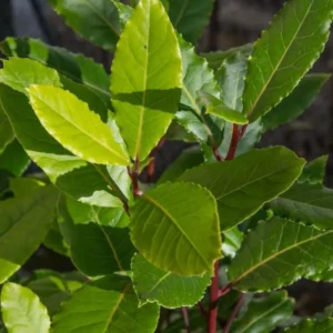 Set 4 Sweet Bay Leaf Plants, Laurus Nobilis Plant, Laurus Nobilis Bay Leaf Tree, Bayleaf Plant, Bay Leaf Plant, Bay Leaf Tree Live Plant, 4 To 9 Inches