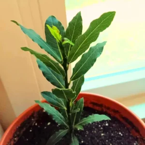 Set 5 Sweet Bay Laurel Trees Plant, Laurus Nobilis Plant, Laurus Nobilis Bay Leaf Tree, Bayleaf Plant, Bay Leaf Plant, Bay Leaf Tree Live Plant, 4 To 9 Inches