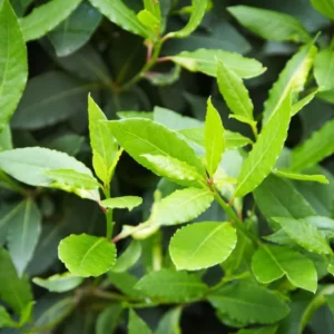 Set 5 Sweet Bay Laurel Trees Plant, Laurus Nobilis Plant, Laurus Nobilis Bay Leaf Tree, Bayleaf Plant, Bay Leaf Plant, Bay Leaf Tree Live Plant, 4 To 9 Inches