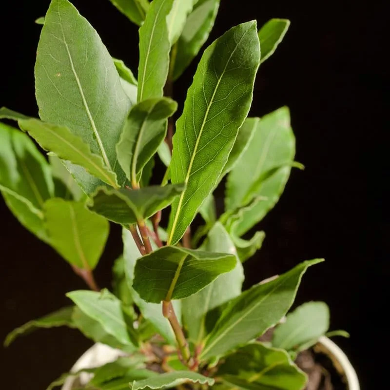 Pack 2 Sweet Bay Laurel Trees, Laurus Nobilis Plants, Laurus Nobilis Bay Leaf Trees, Bayleaf Plant, Bay Leaf Plant, Bay Leaf Tree Live Plant, 4 To 9 Inches