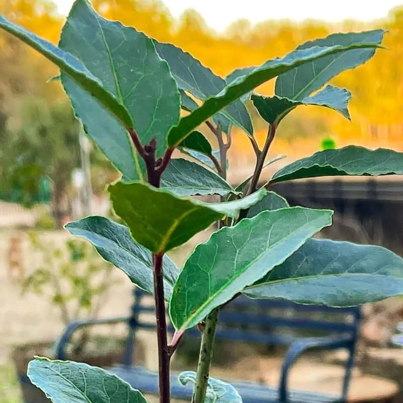 Pack 2 Sweet Bay Laurel Trees, Laurus Nobilis Plants, Laurus Nobilis Bay Leaf Trees, Bayleaf Plant, Bay Leaf Plant, Bay Leaf Tree Live Plant, 4 To 9 Inches