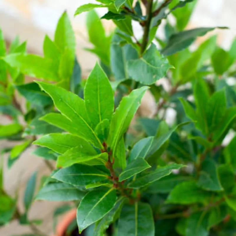 Pack 2 Sweet Bay Laurel Trees, Laurus Nobilis Plants, Laurus Nobilis Bay Leaf Trees, Bayleaf Plant, Bay Leaf Plant, Bay Leaf Tree Live Plant, 4 To 9 Inches