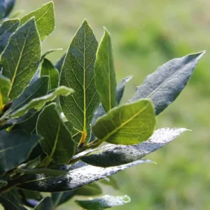 Laurus Nobilis Plants, Laurus Nobilis Bay Leaf Trees, Set 3 Bayleaf Plants, Bay Leaf Plants, Bay Leaf Trees Live Plant 4-9 Inc In Tall