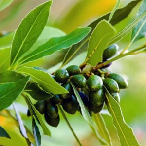 Laurus Nobilis Plants, Laurus Nobilis Bay Leaf Trees, Set 3 Bayleaf Plants, Bay Leaf Plants, Bay Leaf Trees Live Plant 4-9 Inc In Tall