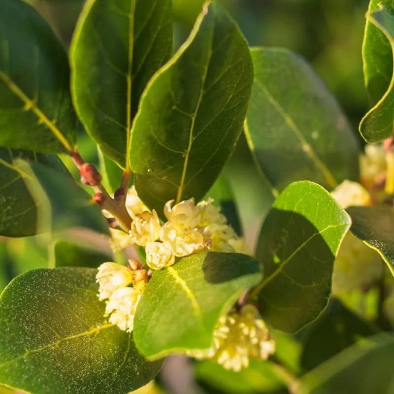 Laurus Nobilis Plants, Laurus Nobilis Bay Leaf Trees, Set 3 Bayleaf Plants, Bay Leaf Plants, Bay Leaf Trees Live Plant 4-9 Inc In Tall