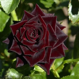 Black Red Climbing Rose Live Starter Plant, Fragrant Rose Ready to Plant, Climbing Rose for Planting Outdoor, No Pot, 1 Year Old Rose Plant