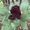 Black Red Rose Climbing Live Starter Plant, Fragrant Pink Climbing Rose for Planting Outdoor, No Pot, 1 Year Old Rose Plant, Well-Rooted Rose Plants Live Ready to Plant