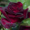 Black Red Climbing Rose Live Starter Plant, Fragrant Rose Ready to Plant, Climbing Rose for Planting Outdoor, No Pot, 1 Year Old Rose Plant