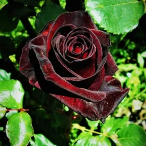 2 Black Red Rose Climbing Live Starter Plants, Fragrant Pink Climbing Rose for Planting Outdoor, No Pot, 1 Year Old Rose Plant, Well-Rooted Rose Plants Live Ready to Plant