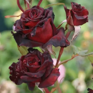 2 Black Red Rose Climbing Live Starter Plants, Fragrant Pink Climbing Rose for Planting Outdoor, No Pot, 1 Year Old Rose Plant, Well-Rooted Rose Plants Live Ready to Plant