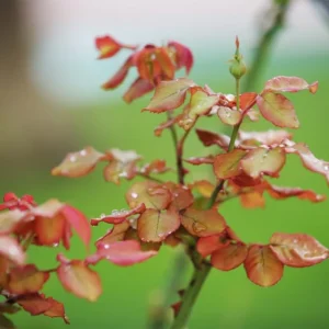 Celestial Nights Purple Climbing Rose Live Starter Plant, Fragrant Celestial Nights Purple Rose Ready to Plant, Climbing Rose for Planting Outdoor, No Pot, 1 Year Old Rose Plant