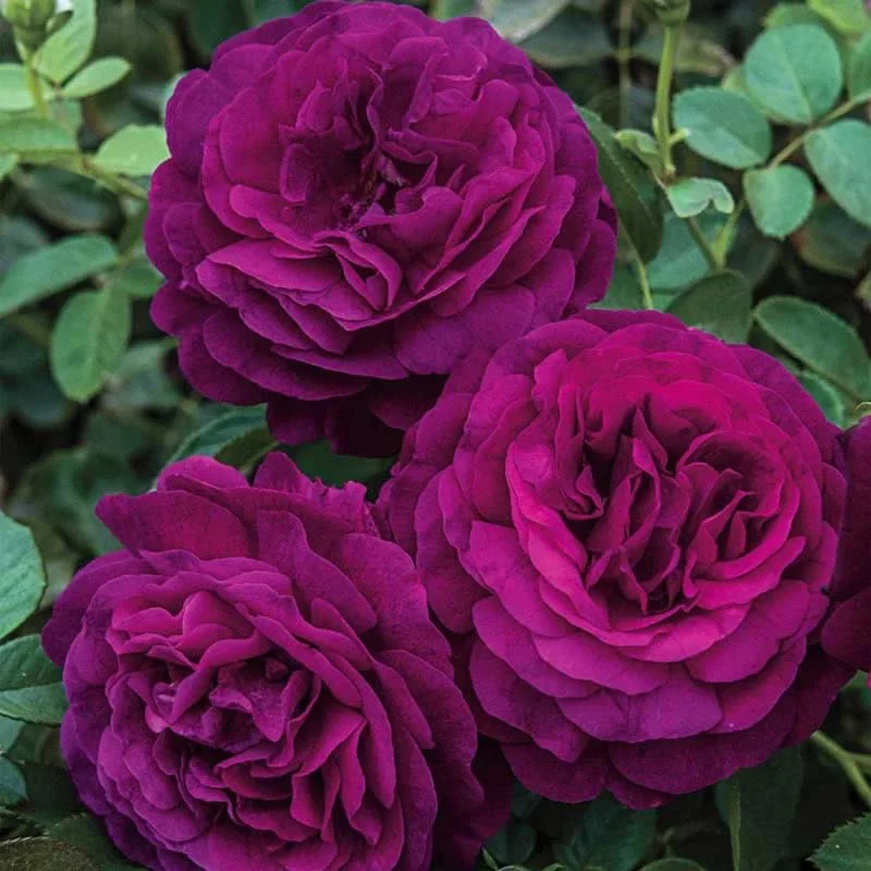 Celestial Nights Purple Climbing Rose Live Starter Plant, Fragrant Celestial Nights Purple Rose Ready to Plant, Climbing Rose for Planting Outdoor, No Pot, 1 Year Old Rose Plant