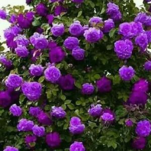 Celestial Nights Purple Climbing Rose Live Starter Plant, Fragrant Celestial Nights Purple Rose Ready to Plant, Climbing Rose for Planting Outdoor, No Pot, 1 Year Old Rose Plant