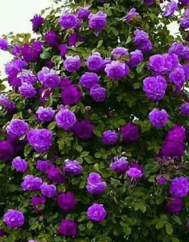 Celestial Nights Purple Climbing Rose Live Starter Plant, Fragrant Celestial Nights Purple Rose Ready to Plant, Climbing Rose for Planting Outdoor, No Pot, 1 Year Old Rose Plant