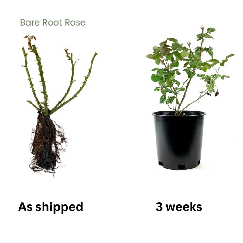 Celestial Nights Purple Climbing Rose Live Starter Plant, Fragrant Celestial Nights Purple Rose Ready to Plant, Climbing Rose for Planting Outdoor, No Pot, 1 Year Old Rose Plant