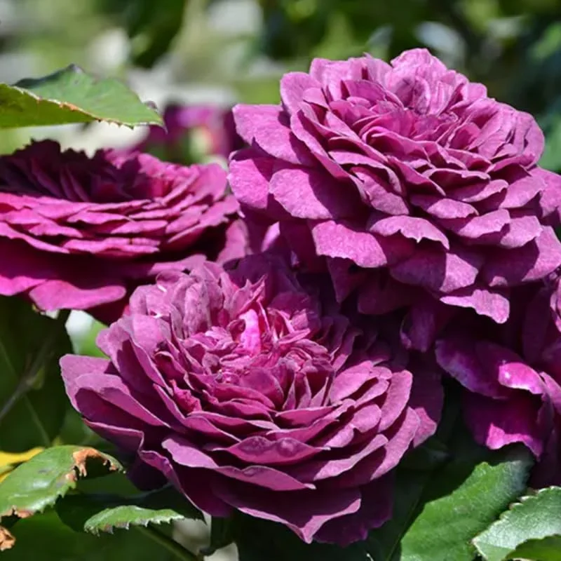 Celestial Nights Purple Climbing Rose Live Starter Plant, Fragrant Celestial Nights Purple Rose Ready to Plant, Climbing Rose for Planting Outdoor, No Pot, 1 Year Old Rose Plant