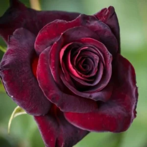 2 Black Red Rose Climbing Live Starter Plants, Fragrant Pink Climbing Rose for Planting Outdoor, No Pot, 1 Year Old Rose Plant, Well-Rooted Rose Plants Live Ready to Plant