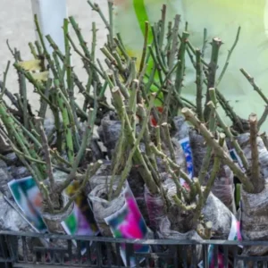 2 Black Red Rose Climbing Live Starter Plants, Fragrant Pink Climbing Rose for Planting Outdoor, No Pot, 1 Year Old Rose Plant, Well-Rooted Rose Plants Live Ready to Plant