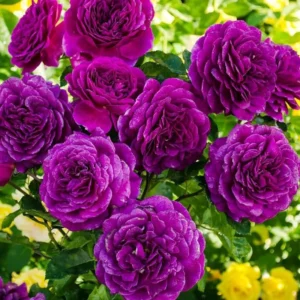 Celestial Nights Purple Climbing Rose Live Starter Plant, Fragrant Celestial Nights Purple Rose Ready to Plant, Climbing Rose for Planting Outdoor, No Pot, 1 Year Old Rose Plant