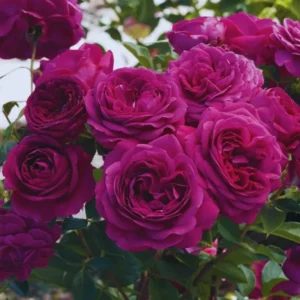 Celestial Nights Purple Climbing Rose Live Starter Plant, Fragrant Celestial Nights Purple Rose Ready to Plant, Climbing Rose for Planting Outdoor, No Pot, 1 Year Old Rose Plant