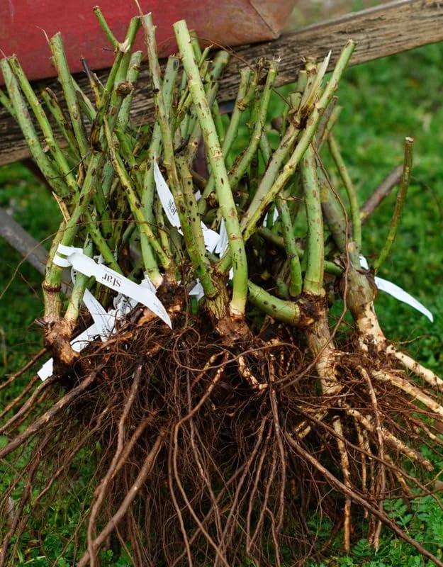 Celestial Nights Purple Climbing Rose Live Starter Plant, Fragrant Celestial Nights Purple Rose Ready to Plant, Climbing Rose for Planting Outdoor, No Pot, 1 Year Old Rose Plant