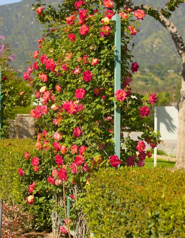 Joseph's Coat Climbing Rose Live Starter Plant, Fragrant Rose Ready to Plant, Climbing Rose for Planting Outdoor, No Pot, 1 Year Old Rose Plant