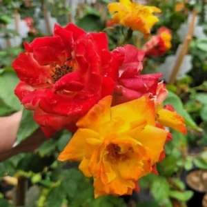 Joseph's Coat Climbing Rose Live Starter Plant, Fragrant Rose Ready to Plant, Climbing Rose for Planting Outdoor, No Pot, 1 Year Old Rose Plant