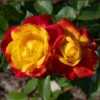 Joseph's Coat Climbing Rose Live Starter Plant, Fragrant Rose Ready to Plant, Climbing Rose for Planting Outdoor, No Pot, 1 Year Old Rose Plant