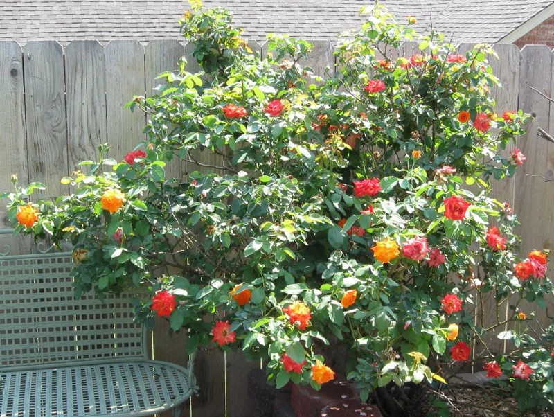 Joseph's Coat Climbing Rose Live Starter Plant, Fragrant Rose Ready to Plant, Climbing Rose for Planting Outdoor, No Pot, 1 Year Old Rose Plant