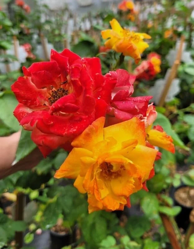 2 Joseph's Coat Rose Climbing Live Starter Plant, Fragrant Pink Climbing Rose for Planting Outdoor, No Pot, 1 Year Old Rose Plant, Well-Rooted Rose Plants Live Ready to Plant