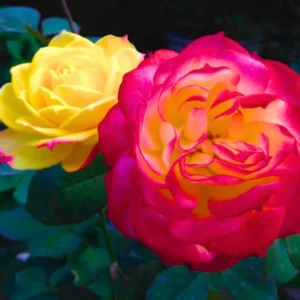 Joseph's Coat Rose Climbing Live Starter Plant, Fragrant Pink Climbing Rose for Planting Outdoor, No Pot, 1 Year Old Rose Plant, Well-Rooted Rose Plants Live Ready to Plant