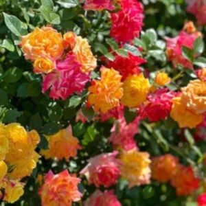 2 Joseph's Coat Rose Climbing Live Starter Plant, Fragrant Pink Climbing Rose for Planting Outdoor, No Pot, 1 Year Old Rose Plant, Well-Rooted Rose Plants Live Ready to Plant