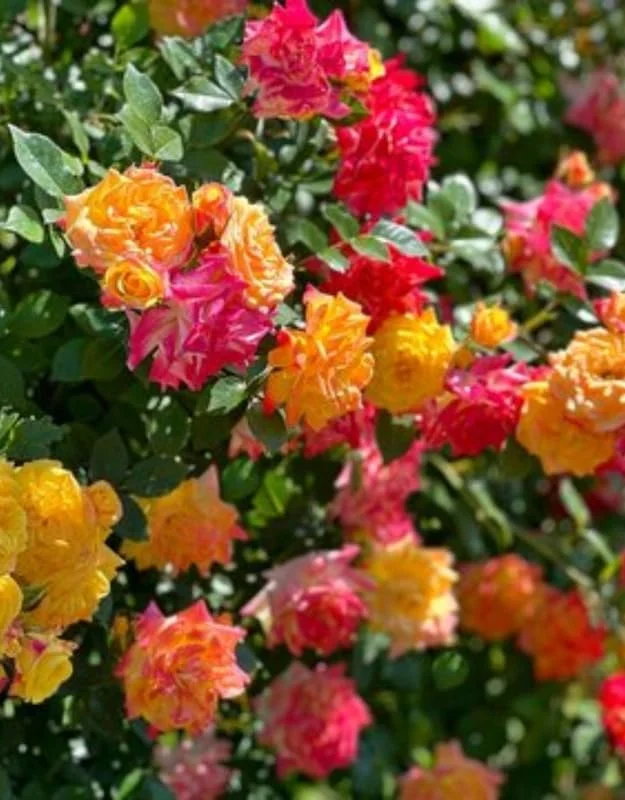 2 Joseph's Coat Rose Climbing Live Starter Plant, Fragrant Pink Climbing Rose for Planting Outdoor, No Pot, 1 Year Old Rose Plant, Well-Rooted Rose Plants Live Ready to Plant