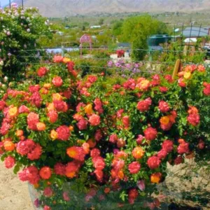 Joseph's Coat Rose Climbing Live Starter Plant, Fragrant Pink Climbing Rose for Planting Outdoor, No Pot, 1 Year Old Rose Plant, Well-Rooted Rose Plants Live Ready to Plant