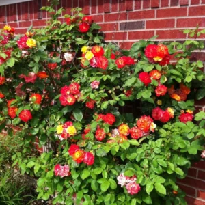 Joseph's Coat Rose Climbing Live Starter Plant, Fragrant Pink Climbing Rose for Planting Outdoor, No Pot, 1 Year Old Rose Plant, Well-Rooted Rose Plants Live Ready to Plant