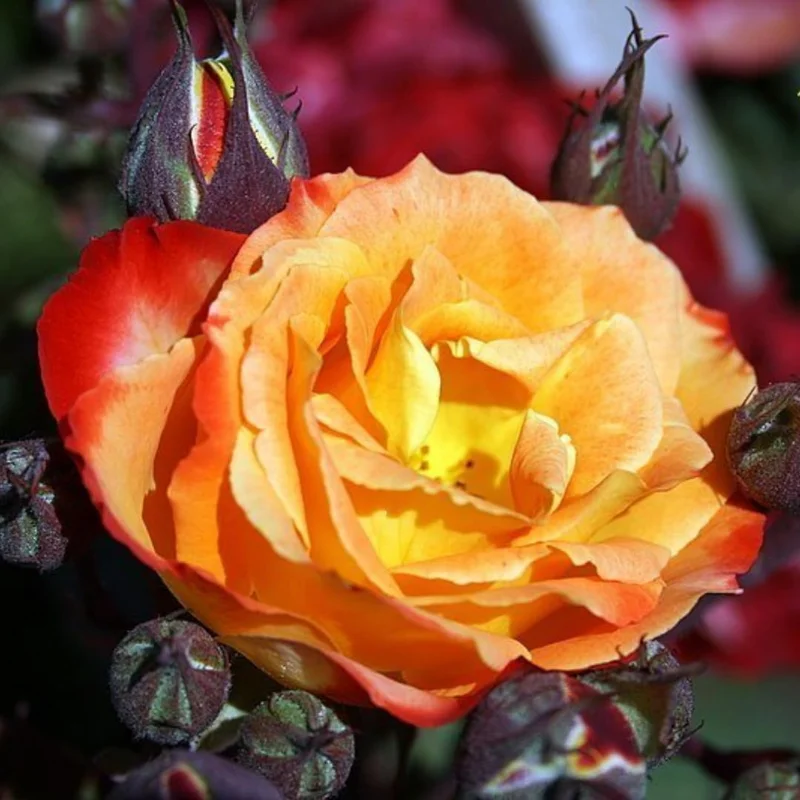 Pinata Climbing Rose Live Starter Plant, Fragrant Rose Ready to Plant, Climbing Rose for Planting Outdoor, No Pot, 1 Year Old Rose Plant