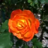 Pinata Climbing Rose Live Starter Plant, Fragrant Rose Ready to Plant, Climbing Rose for Planting Outdoor, No Pot, 1 Year Old Rose Plant