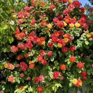 Pinata Climbing Rose Live Starter Plant, Fragrant Rose Ready to Plant, Climbing Rose for Planting Outdoor, No Pot, 1 Year Old Rose Plant