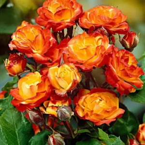 Pinata Climbing Rose Live Starter Plant, Fragrant Rose Ready to Plant, Climbing Rose for Planting Outdoor, No Pot, 1 Year Old Rose Plant