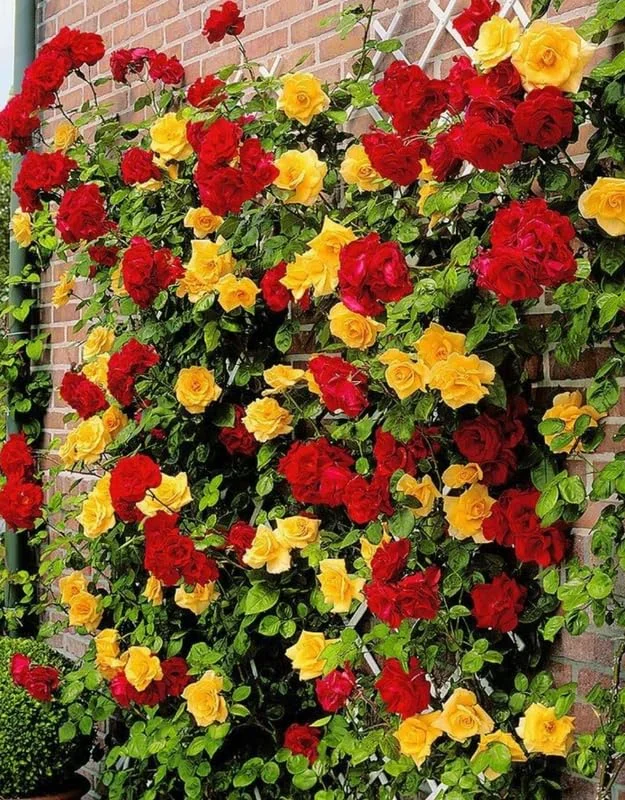 Pinata Rose Climbing Live Starter Plant, Fragrant Pink Climbing Rose for Planting Outdoor, No Pot, 1 Year Old Rose Plant, Well-Rooted Rose Plants Live Ready to Plant