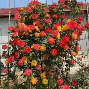 Pinata Rose Climbing Live Starter Plant, Fragrant Pink Climbing Rose for Planting Outdoor, No Pot, 1 Year Old Rose Plant, Well-Rooted Rose Plants Live Ready to Plant