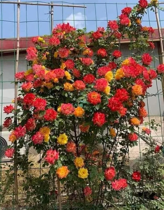 Pinata Rose Climbing Live Starter Plant, Fragrant Pink Climbing Rose for Planting Outdoor, No Pot, 1 Year Old Rose Plant, Well-Rooted Rose Plants Live Ready to Plant