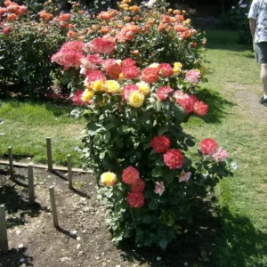 2 Pinata Rose Climbing Live Starter Plants, Fragrant Pink Climbing Rose for Planting Outdoor, No Pot, 1 Year Old Rose Plant, Well-Rooted Rose Plants Live Ready to Plant