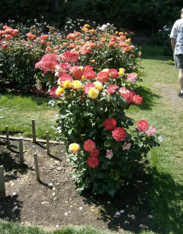 2 Pinata Rose Climbing Live Starter Plants, Fragrant Pink Climbing Rose for Planting Outdoor, No Pot, 1 Year Old Rose Plant, Well-Rooted Rose Plants Live Ready to Plant