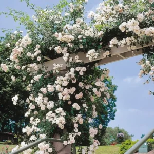 New Dawn Pink Climbing Rose Live Starter Plant, Fragrant Pink Rose Ready to Plant, Climbing Rose for Planting Outdoor, No Pot, 1 Year Old Rose Plant