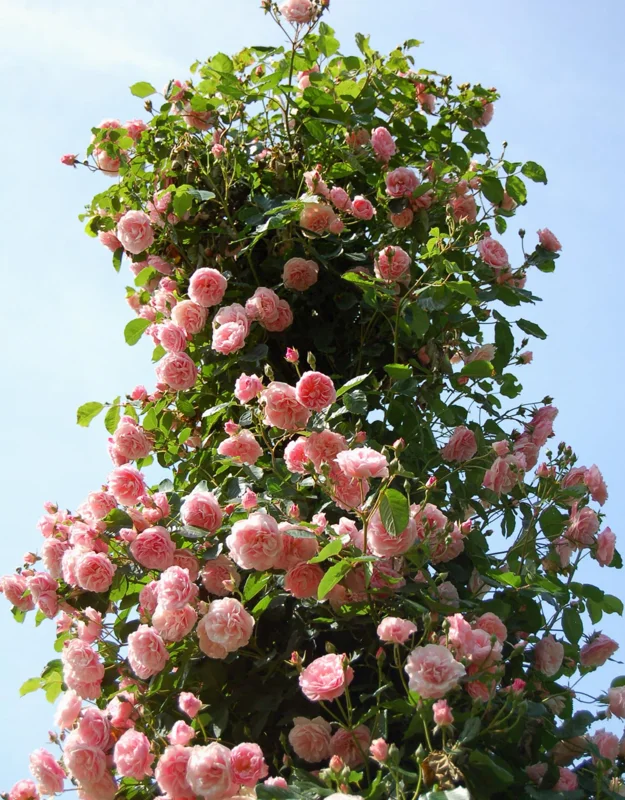 New Dawn Pink Rose Climbing Live Starter Plant, Fragrant Pink Climbing Rose for Planting Outdoor, No Pot, 1 Year Old Rose Plant, Well-Rooted Rose Plants Live Ready to Plant