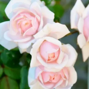 New Dawn Pink Rose Climbing Live Starter Plant, Fragrant Pink Climbing Rose for Planting Outdoor, No Pot, 1 Year Old Rose Plant, Well-Rooted Rose Plants Live Ready to Plant